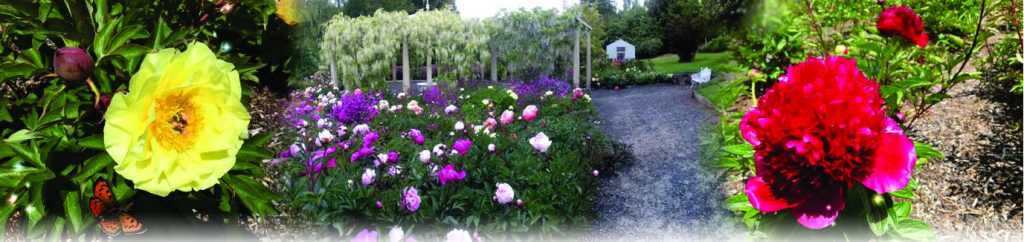 Web Peonies_1